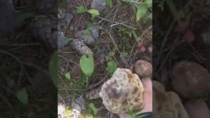 Собираю грибы  в Финляндии на продажу.