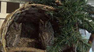 Музей Сов в Токсово.1 часть.