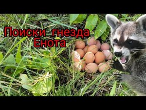 Как найти гнездо енота в лесу?