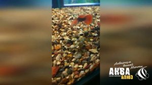 Анциструс Рио Парагвай | Ancistrus "Rio Paraguay"