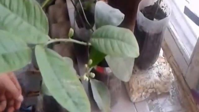 Созревание ананаса на подоконнике. смотреть онлайн