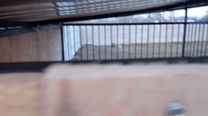 Вольер для собаки.Обзор нескольких вольеров.Кормушки.Будки.