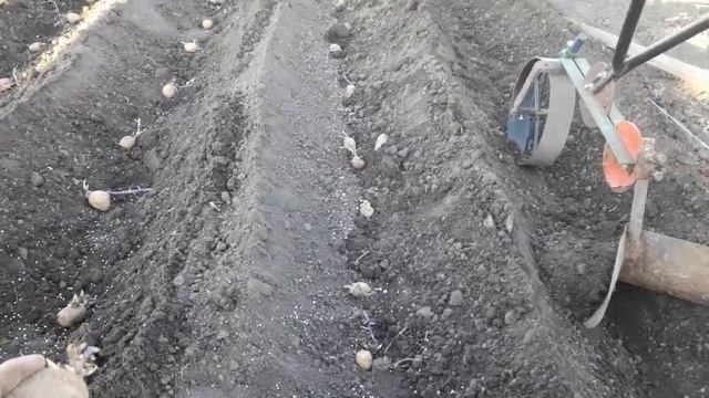 Посадка раннего картофеля ''РИВЬЕРА"