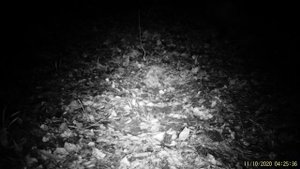 Енотовидная собака попалась в фотоловушку.