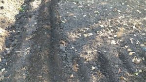 ПОСАДКА ОЗИМОГО ЧЕСНОКА И ЛУКА В ОКТЯБРЕ 2022 ГОДА.