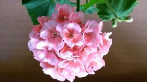 Обзор обильноцветущих оранжево-лососевых пеларгоний. Лучшие сортовые пеларгонии.