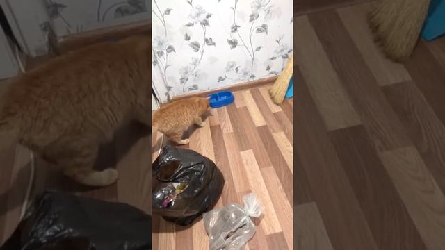 Кот выбирает овощи!!! смотреть онлайн