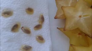 Карамбола .Извлечение семян и проращивание ( 1 этап)