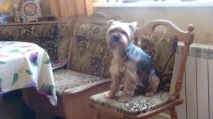 Йоркширский терьер Лёша поёт под губную гармошку.