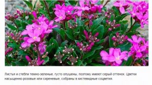 РЕЗУХА ИЛИ АРАБИС ВИДЫ И СОРТА, УСЛОВИЯ ВЫРАЩИВАНИЯ