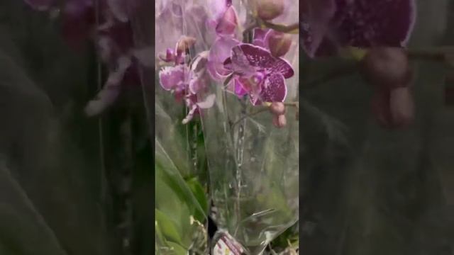 Обзор СВЕЖЕГО привоза ОРХИДЕЙ в ОБИ на Пулковском шоссе, СПБ. 15.09.22 /от участника нашего орхочат смотреть онлайн