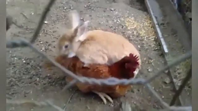 Смешные животные / Видео про животных / Смешные домашние животные / Приколы с котами смотреть онлайн