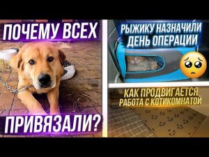 Показала Рыжика другому врачу.  Очищаем сарай. Новое место для собак, Принц чуть не упал с высоты