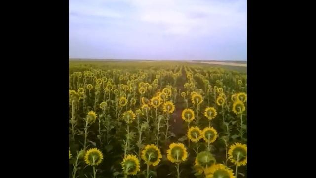 Цветёт подсолнух Меркурий F1 смотреть онлайн