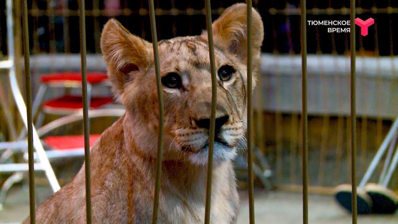 День открытых дверей в цирке | Тюмень смотреть онлайн