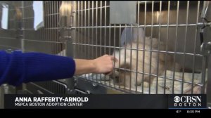 45 Purebred Ragdoll Cats Up For Adoption After Breeder Surrenders To MSPCA