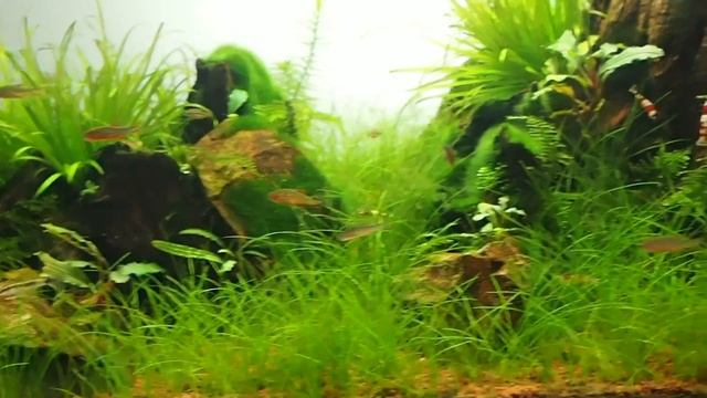 Скейп Rainbowfish Sochi смотреть онлайн