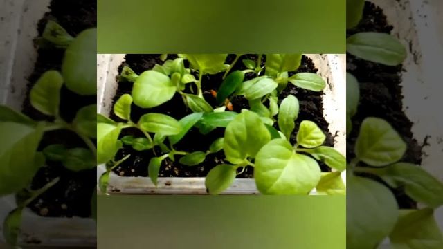Выращивание баклажан/Сорт Алмаз/Описание Сорта
