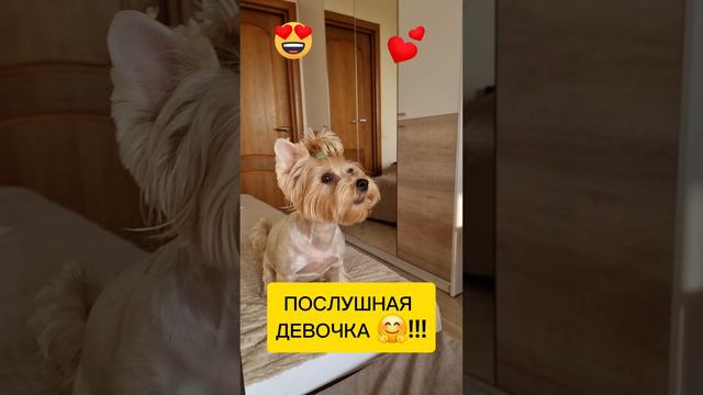 ПОСЛУШНАЯ ДЕВОЧКА 🤗 #радость #жизнь #животные #домашниеживотные #смешныеживотные #приколыживотные