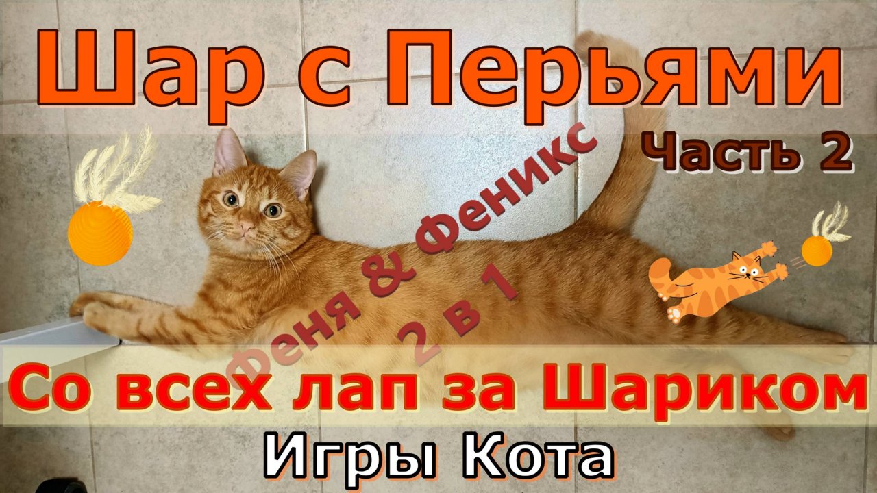 Шар с Перьями. Со всех Лап за Шариком. Часть 2 Кот Феня, он же Феникс