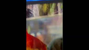 «За нами будущее!»