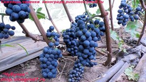 Виноград технический, винный  с фруктовым вкусом ЛЕОН МИЙО (Пузенко Наталья Лариасовна)