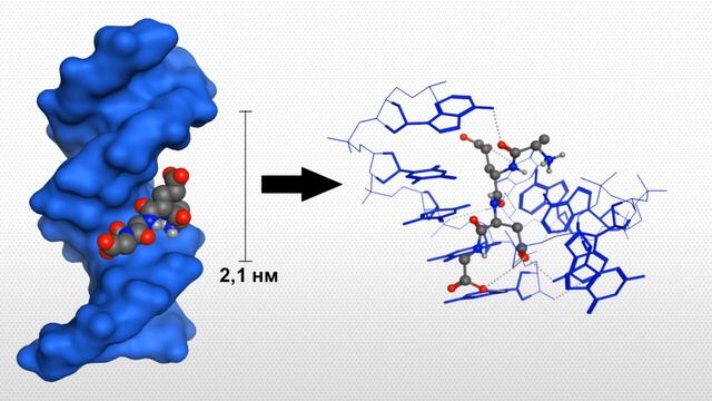 Что такое пептиды Хавинсона и как они работают смотреть онлайн