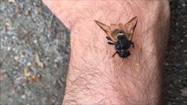 Sawfly on my hand (Cimbex femoratus) смотреть онлайн