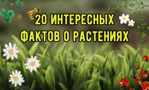 20 интересных фактов о растениях