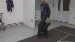 Лабрадор Белла. Занятие по дрессировке: обучение собаки трюку Змейка. Тольятти, 27 февраля 2018.