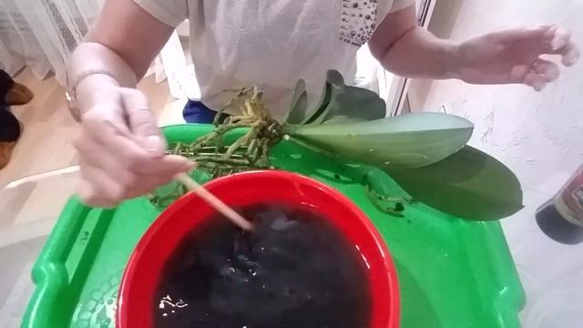 Пересадка орхидеи, обработка корней Фитоспорином 3.08.2020 г. Часть 1 смотреть онлайн