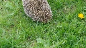 Нашли ежа в лесу. Обзор , инструкция