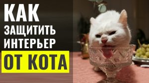 Как сделать БЕЗОПАСНЫЙ для кота ИНТЕРЬЕР. Идеи для квартиры с кошками