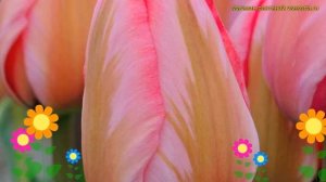 Тюльпан пестролистный Десигн импрессион. Краткий обзор, описание характеристик Design impression