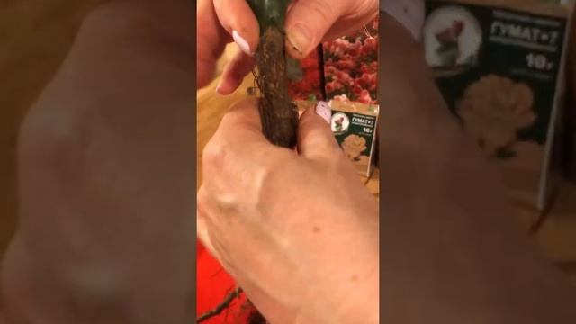 Пересадка Розы после покупки, из коробки в горшок. 1 часть смотреть онлайн