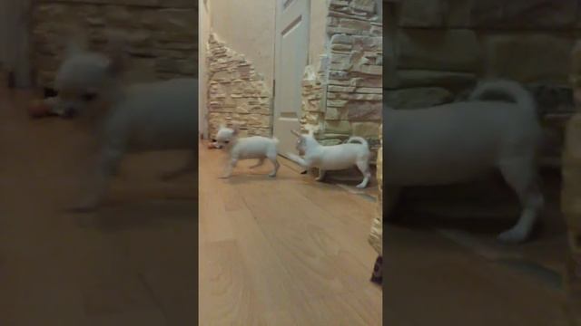 Щенки чихуахуа (продажа)
