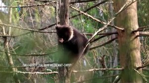Медведица Пужа после затяжной холодной зимы готовится к возвращению в Коми