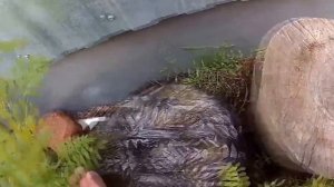 Грибы вешенки на пнях ранней весной