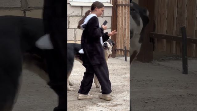 АЛАБАИ ЗА ХВОСТ ПАНДУ смотреть онлайн