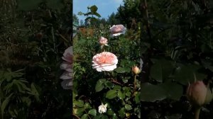 Роза Соня Рикель в моем саду