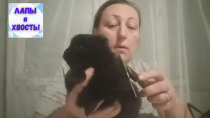 Инструменты для ухода за шпицем