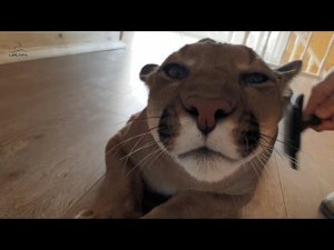 Пума Месси собирается в кино