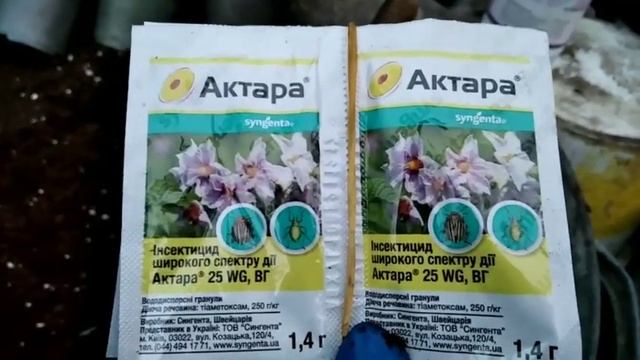 Примула на 8 Марта. смотреть онлайн