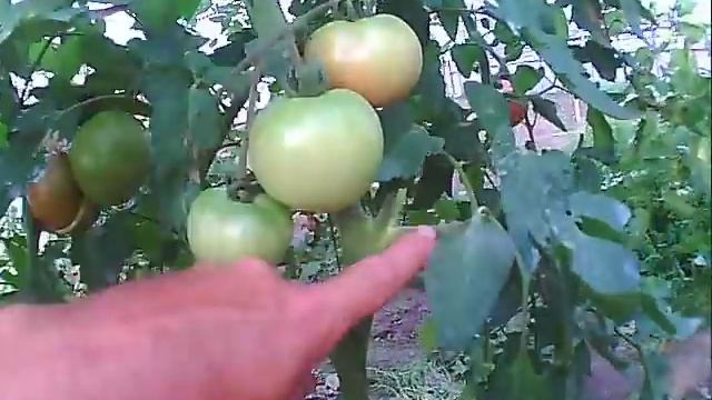 советы для получения большого УРОЖАЯ помидоров убираем лист и пасынки смотреть онлайн