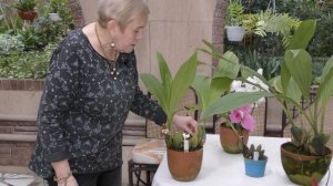 Орхидеи Lycaste.