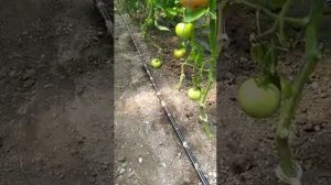 Подавляет серую гниль и стеблевая гниль на томатах.часть 2