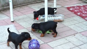 Цвергпинчер. Щенки на первой прогулке