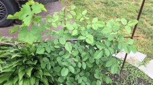 Розы в моем саду. Роза Грэхем Томас