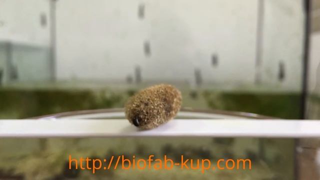 Рождение пиявки из кокона. Биофабрика пиявки Львов( Гирудо-Мед) смотреть онлайн