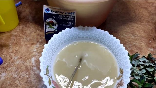 Буддлея Давида, зимнее размножение зелёными черенками.???#размножение#черенкование смотреть онлайн